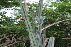 Cereus peruvianus
